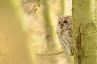 Pustik obecny - Strix aluco - Tawny Owl WS 6684